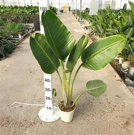 Strelitzia nicolai 1 Plant | P.17cm - H.90 cm