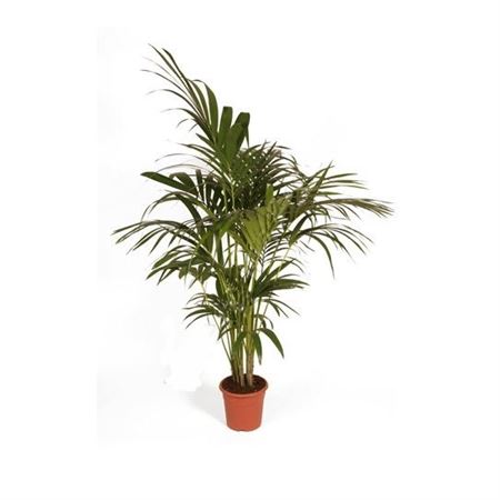 Kentia Howea Fosteriana 5-6 Plants | P.21cm - H.160 cm