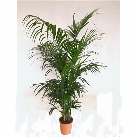 Kentia Howea Fosteriana 4-5 Plants | P.22cm - H.180 cm