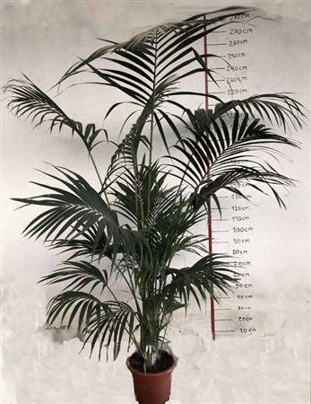 Kentia Howea Fosteriana 8-10 Plants | P.35cm - H.220 cm