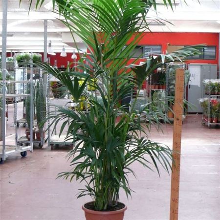 Kentia Howea Fosteriana 8-10 Plants | P.37cm - H.230 cm