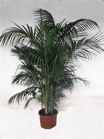 Kentia Howea Fosteriana 8-10 Plants | P.50cm - H.320 cm