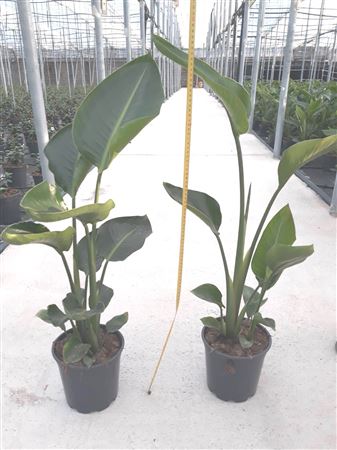 Strelitzia nicolai 2 Plant | P.20cm - H.100 cm