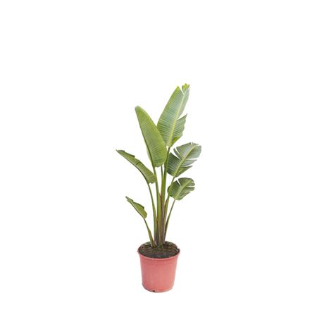 Strelitzia nicolai 25L Group | P.40cm - H.150 cm