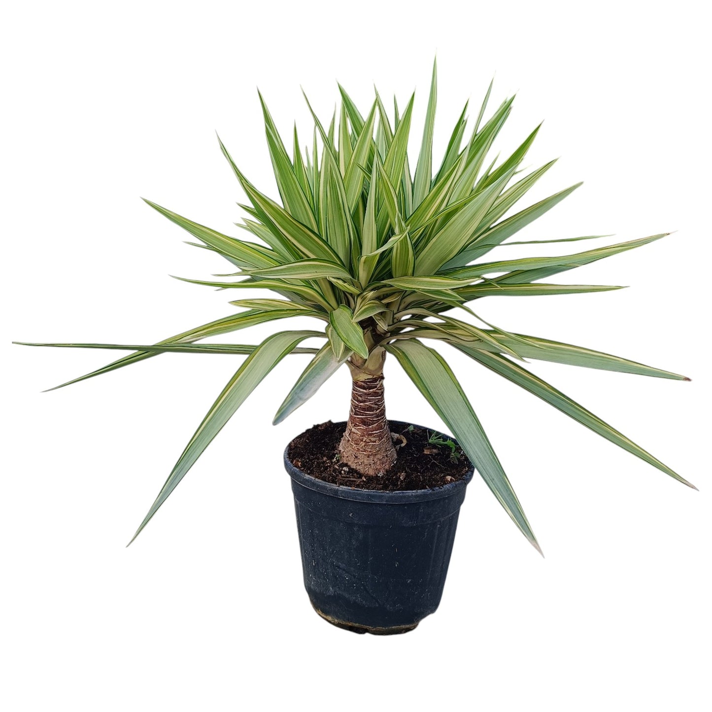 Yucca Jewel Stam |  P.25cm -  H.80 cm