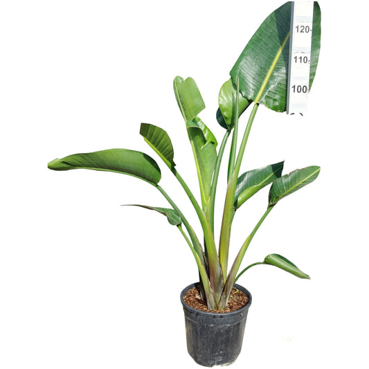 Strelitzia nicolai |  P.25cm -  H.150 cm