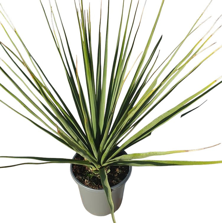 Nolina Nelsonii |  P.20cm -  H.50