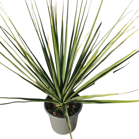 Nolina Nelsonii |  P.20cm -  H.50