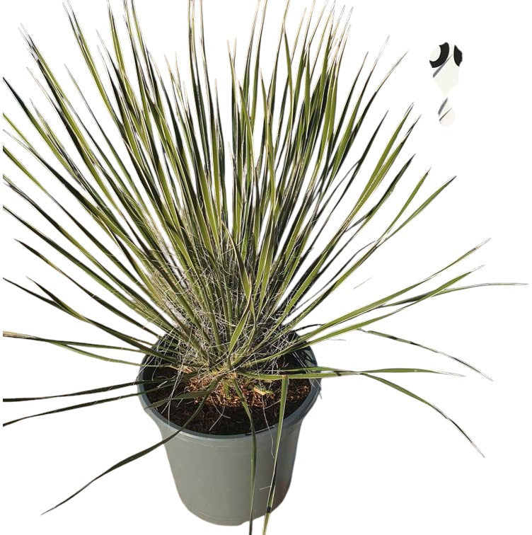 Yucca Elata |  P.20cm -  H.50 cm