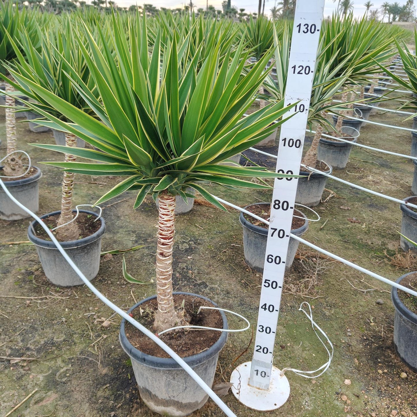 Yucca Puck Stam |  P.40cm -  H.140 cm