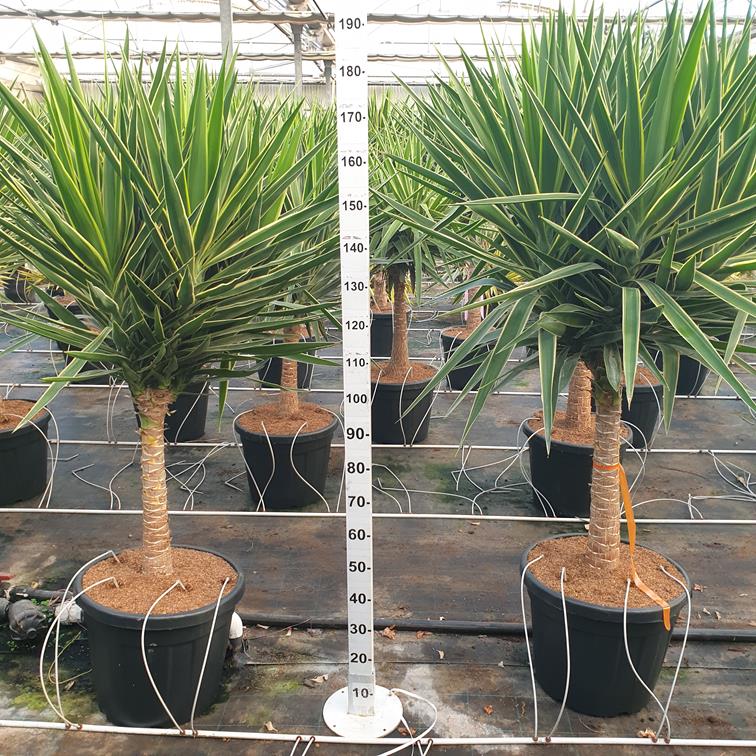 Yucca Puck Stam |  P.70cm -  H.160 cm