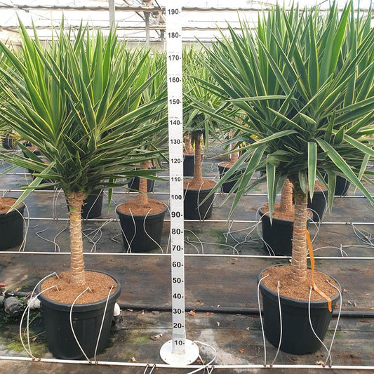 Yucca Puck Stam |  P.70cm -  H.160 cm