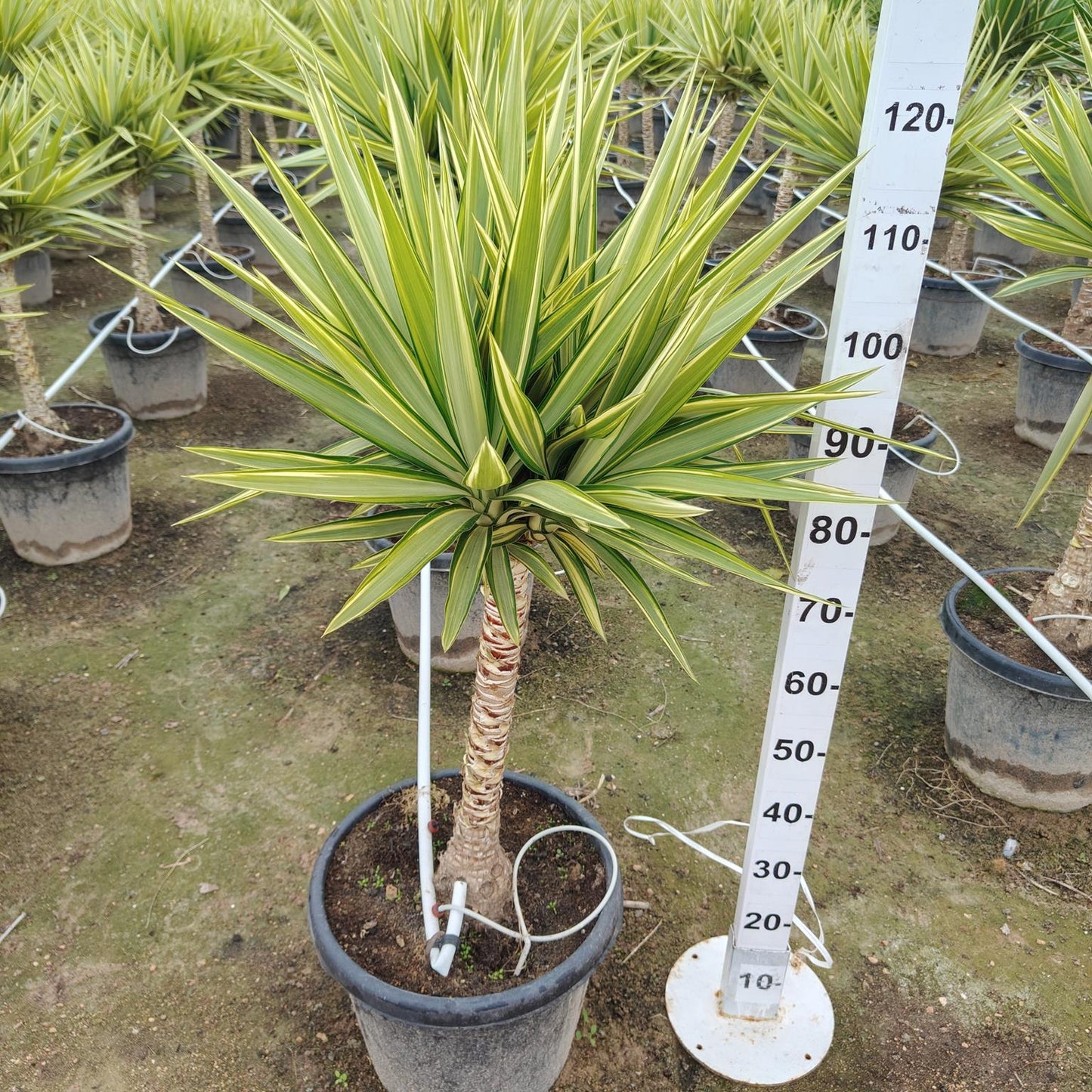 Yucca Jewel Stam |  P.40cm -  H.140 cm
