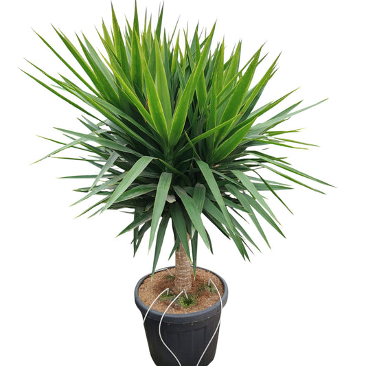 Yucca Elephantipes Stam |  P.70cm -  H.160 cm