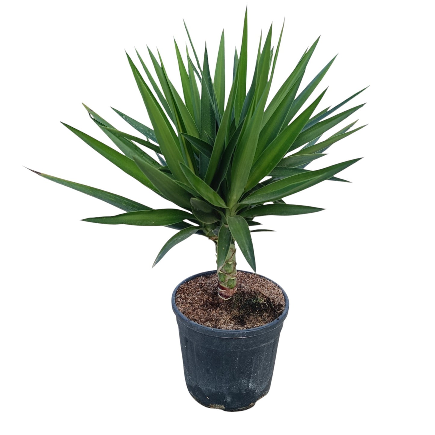 Yucca Elephantipes Stam |  P.25cm -  H.80 cm