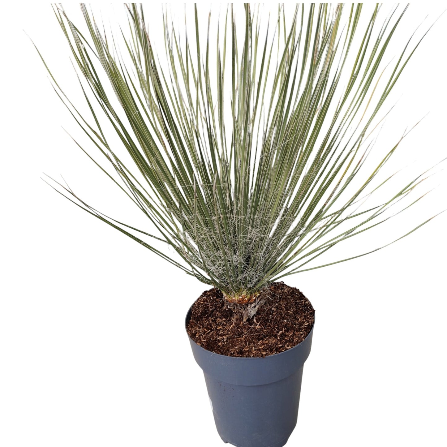 Yucca Elata |  P.22cm -  H.60 cm