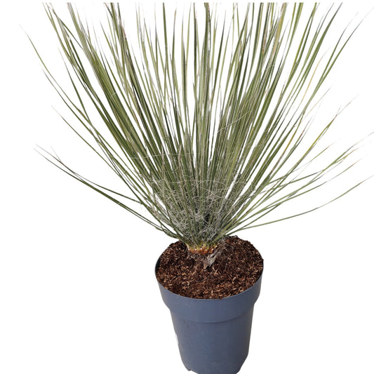 Yucca Elata |  P.22cm -  H.60 cm