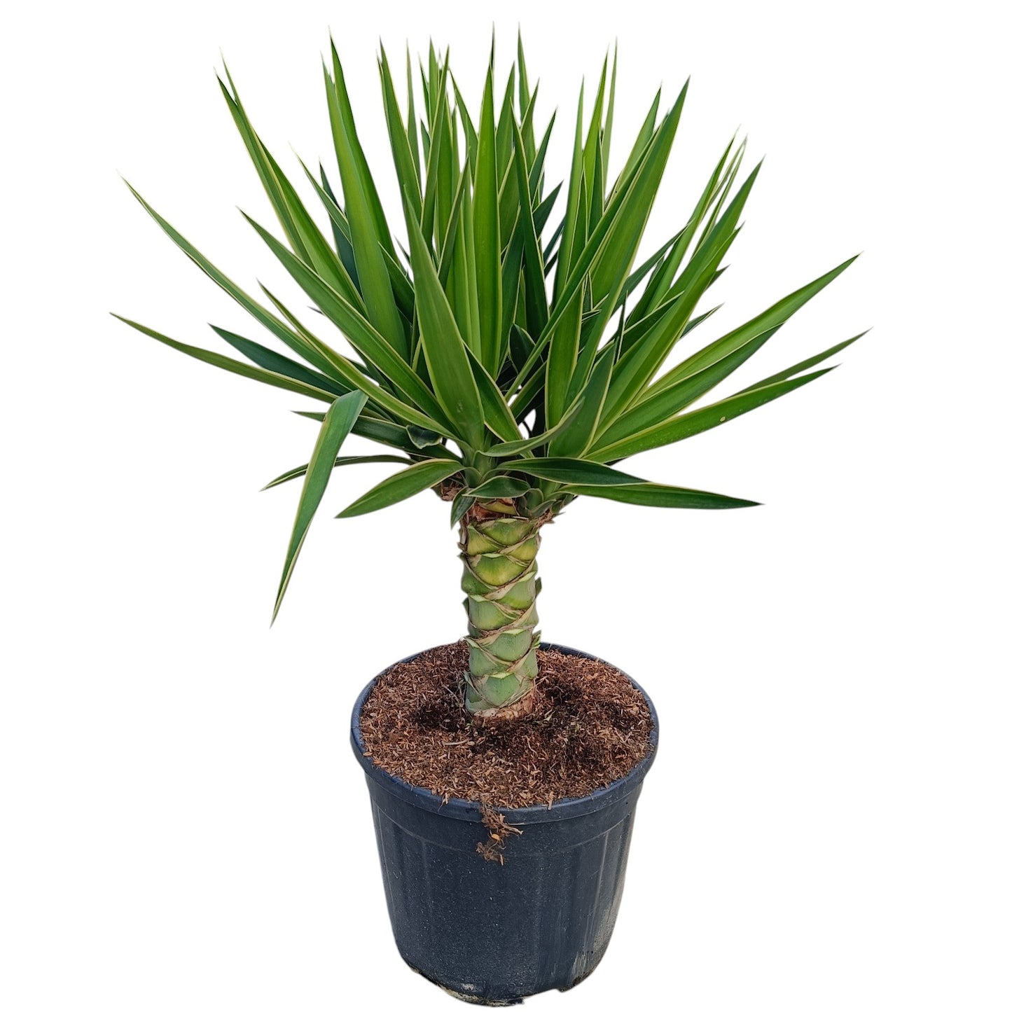 Yucca Puck Stam |  P.25cm -  H.80 cm