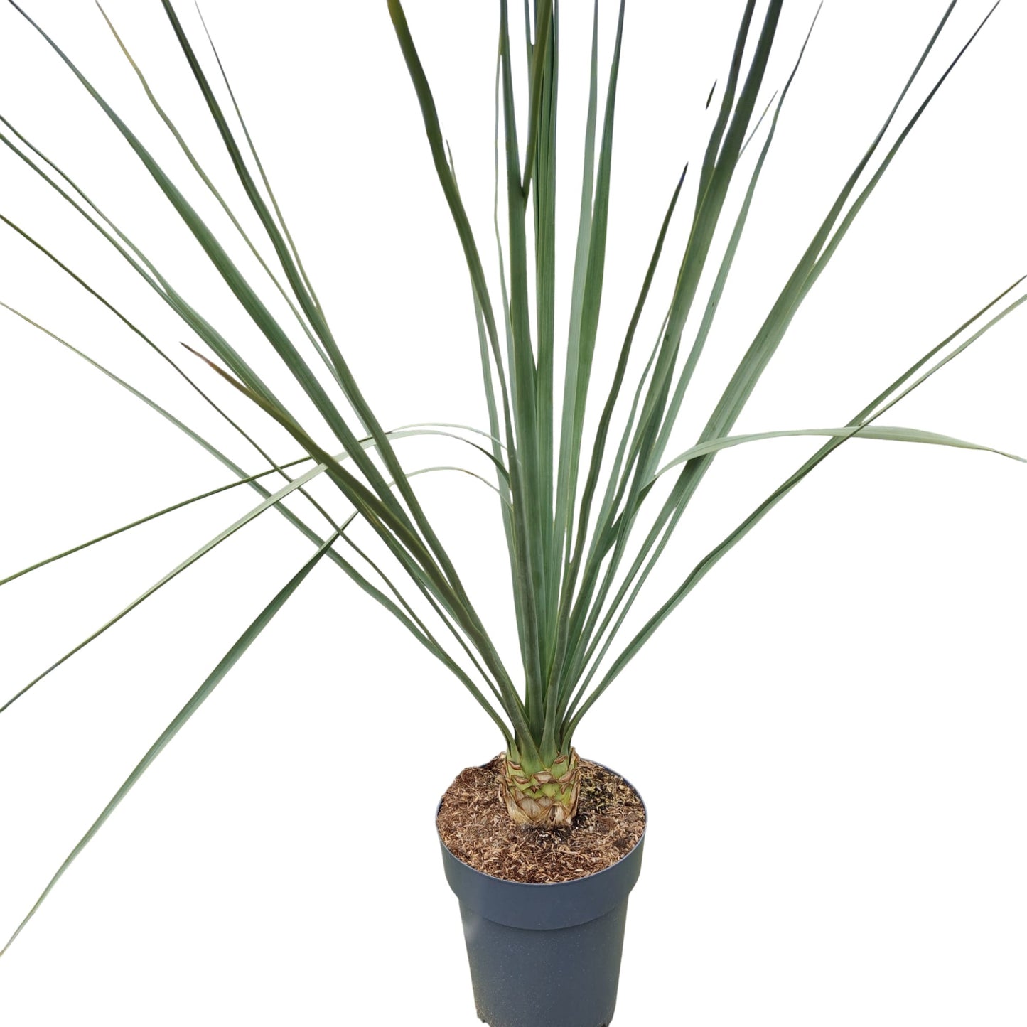 Nolina Nelsonii |  P.22cm -  H.60 cm