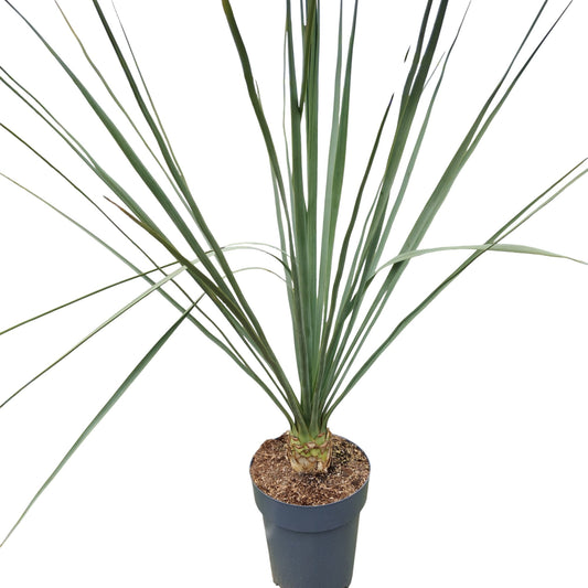 Nolina Nelsonii |  P.22cm -  H.60 cm