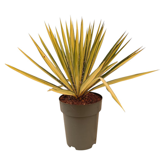 Yucca Filamentosa Color Guard |  P.22cm -  H.60 cm
