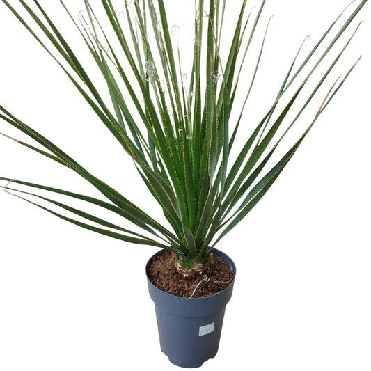 Dasylirion Serratifolium |  P.22cm -  H.60