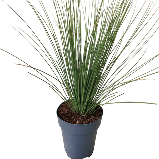 Dasylirion Longissimum |  P.22cm -  H.60 cm