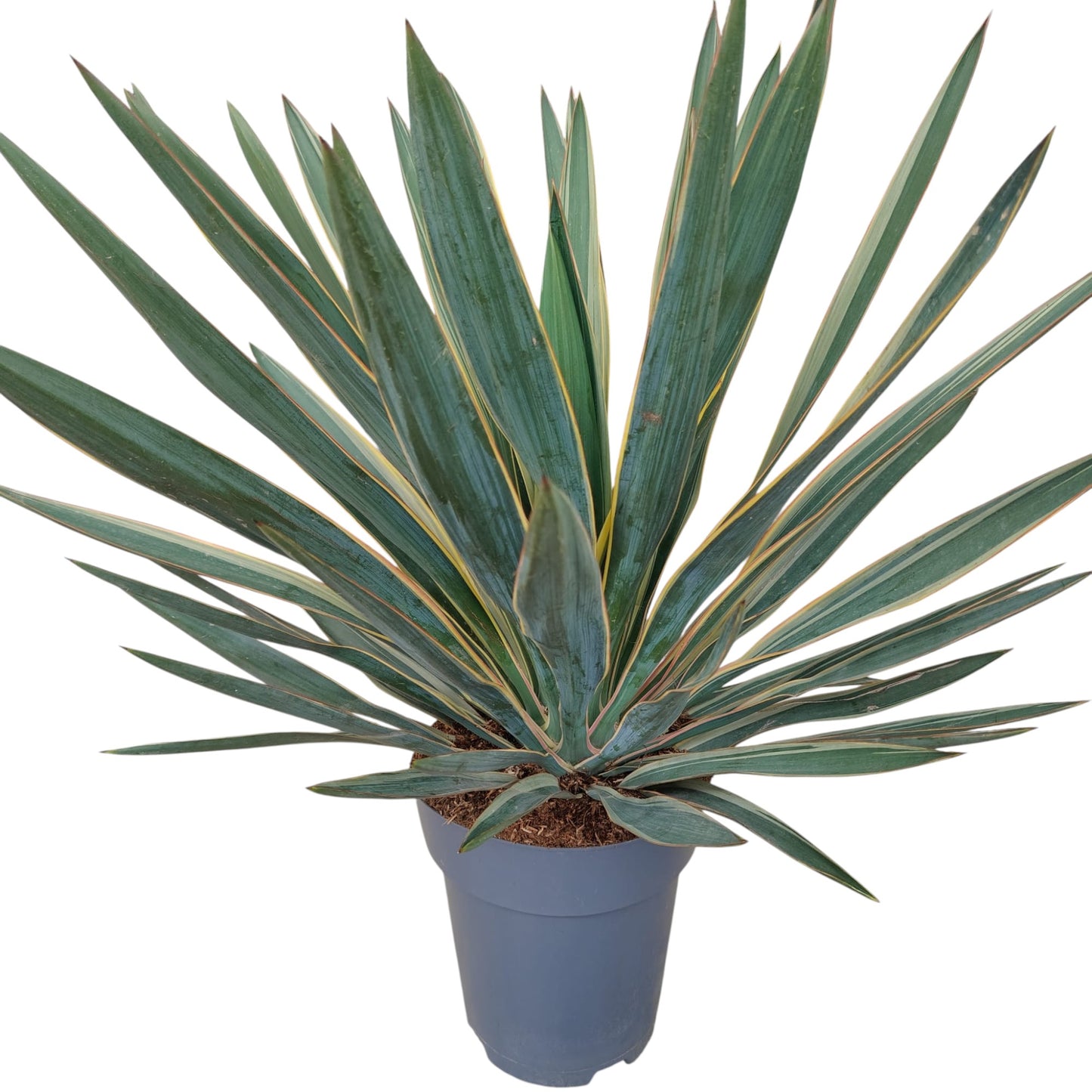 Yucca Gloriosa Variegata |  P.22cm -  H.80 cm
