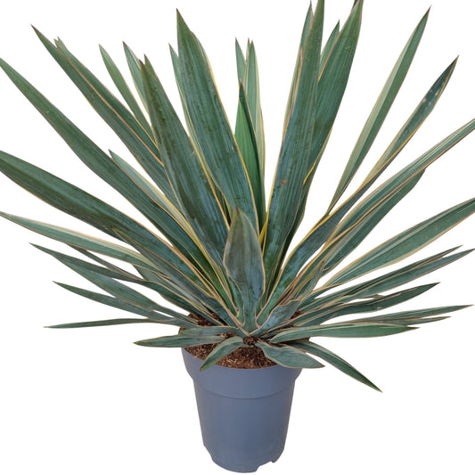 Yucca Gloriosa Variegata |  P.22cm -  H.80 cm