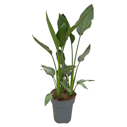 Strelizia Reginae  |  P.22cm -  H.60 cm