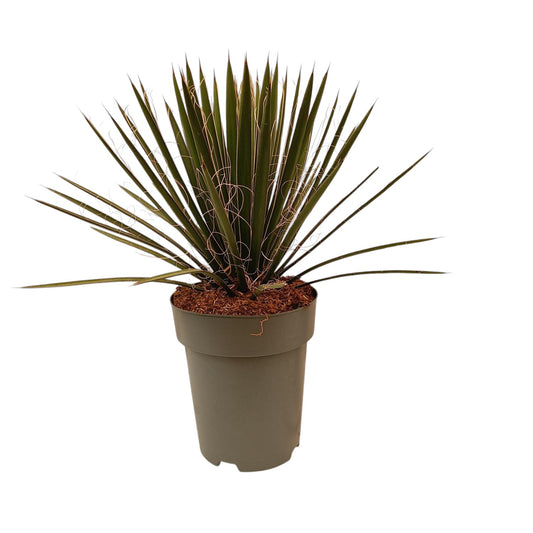 Yucca Filifera |  P.22cm -  H.70 cm