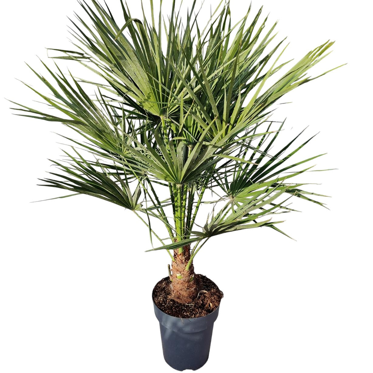 Chamaerops Humilis  |  P.22cm -  H.80 cm
