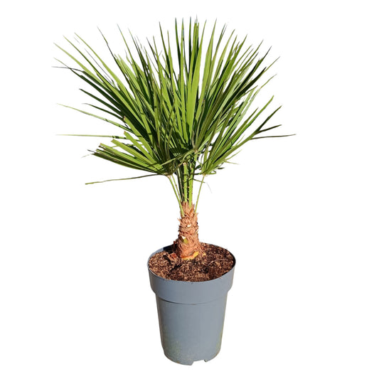 Trachycarpus Fortunei |  P.22cm -  H.80 cm