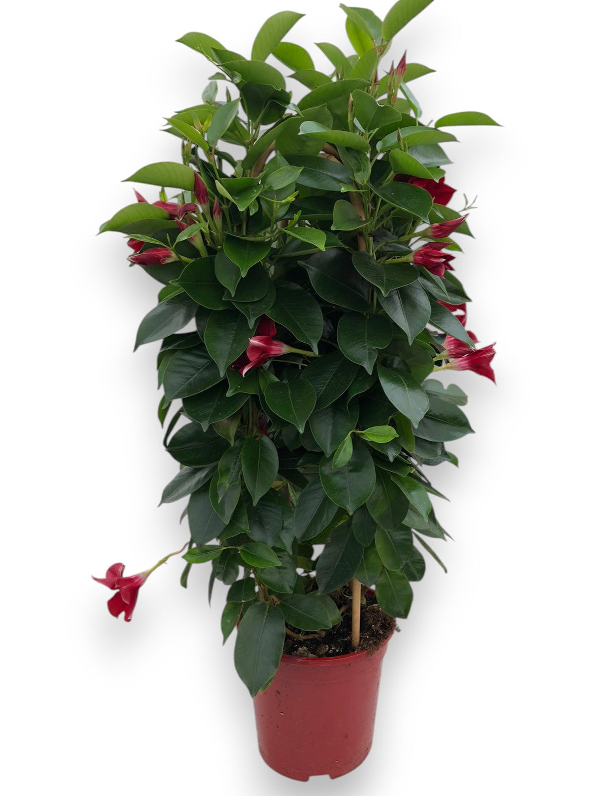 Dipladenia Dubbele Boog | Dubbele Boog Bicolor |  P.19cm -  H.90 cm