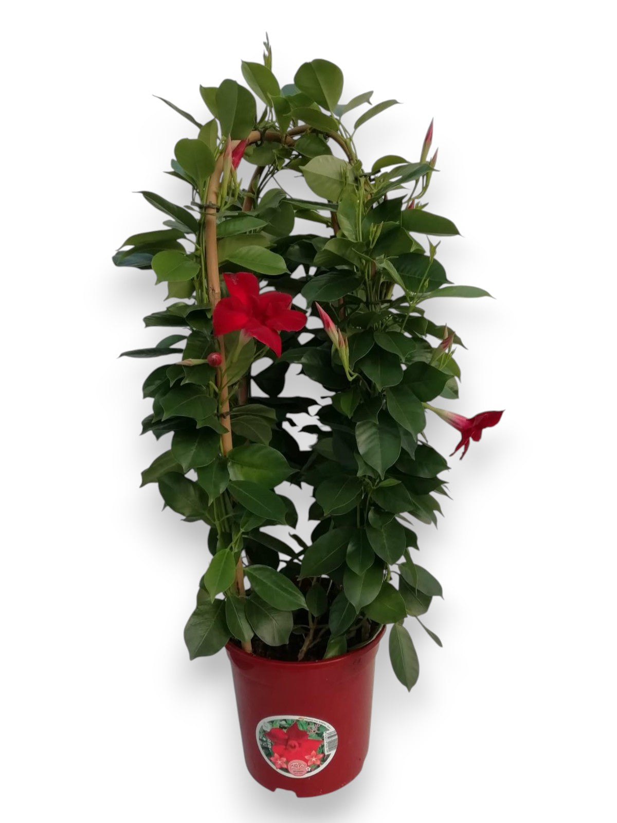 Dipladenia Dubbele Boog | Dubbele Boog Bicolor |  P.19cm -  H.70 cm