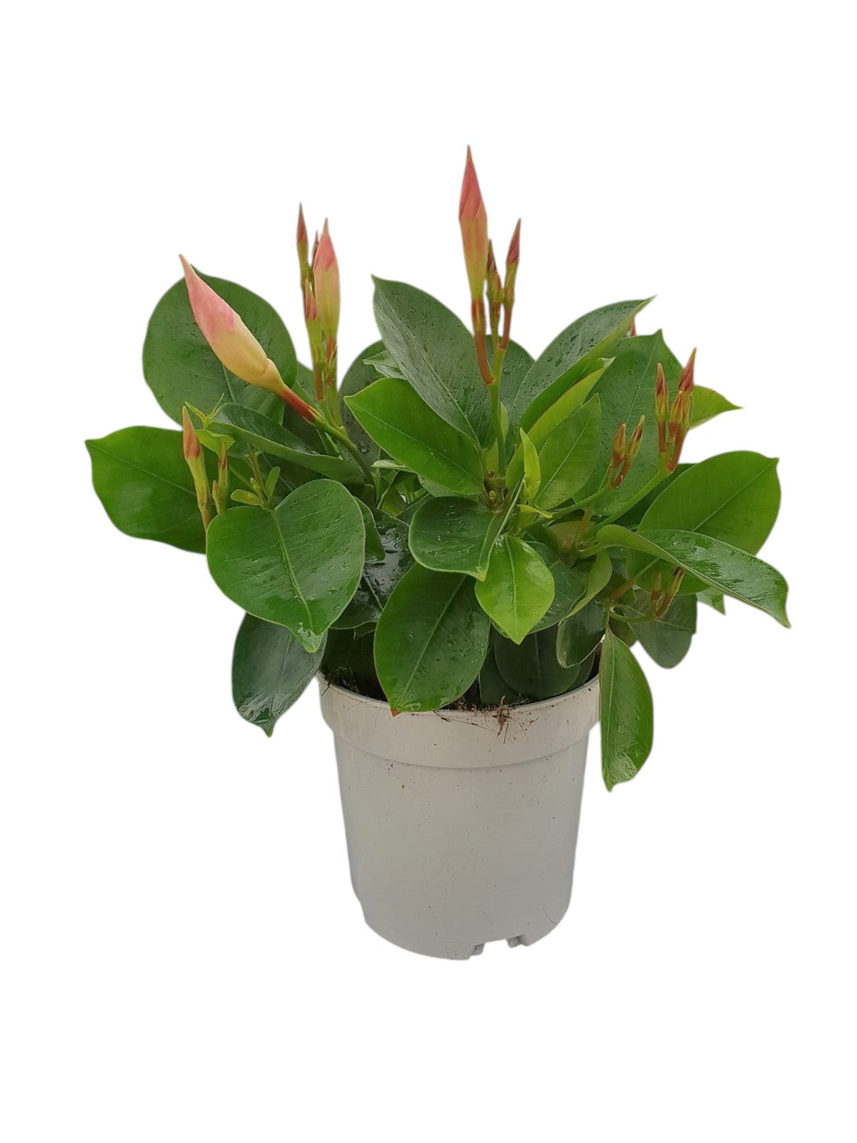 Dipladenia Bol (2 stek) |  P.11cm -  H.20 cm