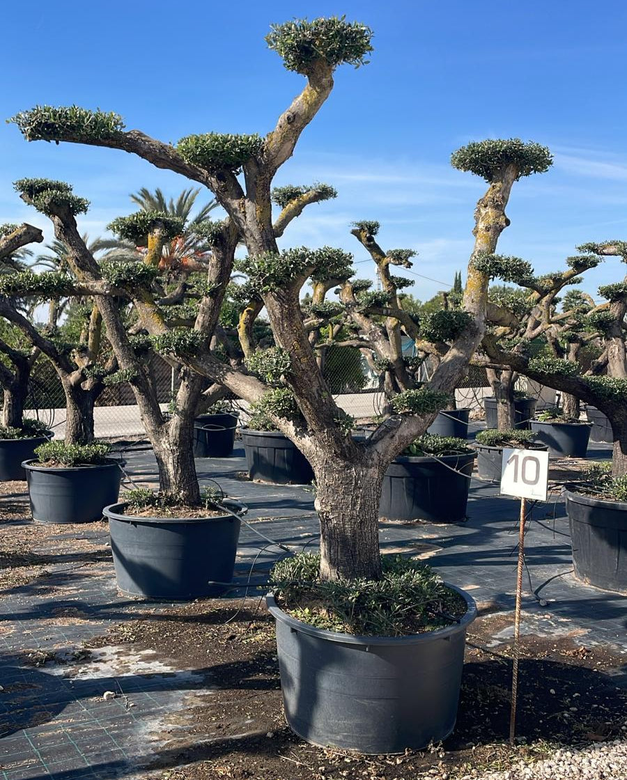 Olea europaea pompón tarragona c285l |  P.90cm H.220