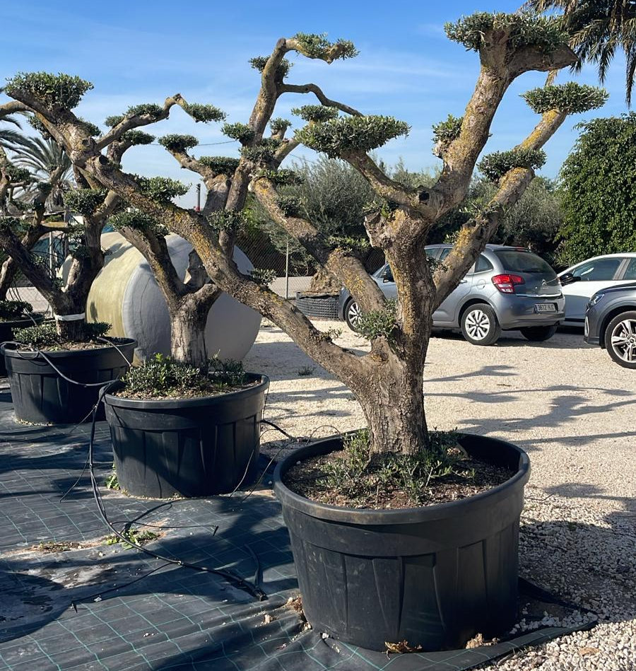 Olea europaea pompón tarragona c500l |  P.110cm H.220