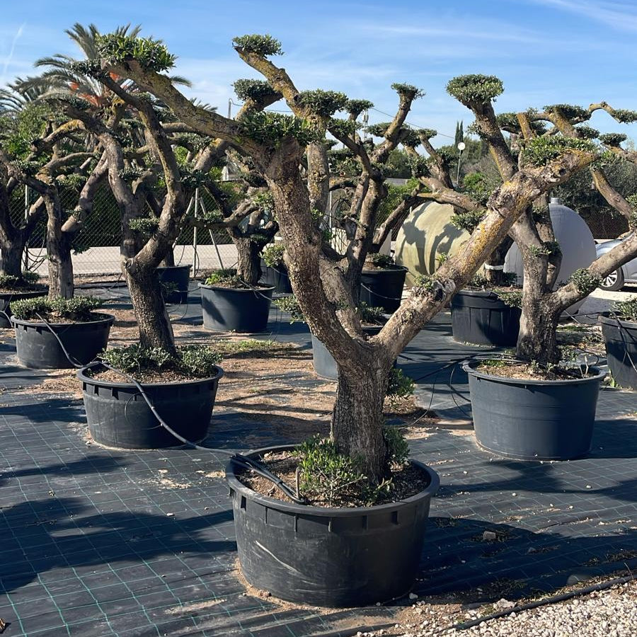 Olea europaea pompón tarragona lowpot 240l |  P.75cm H.200
