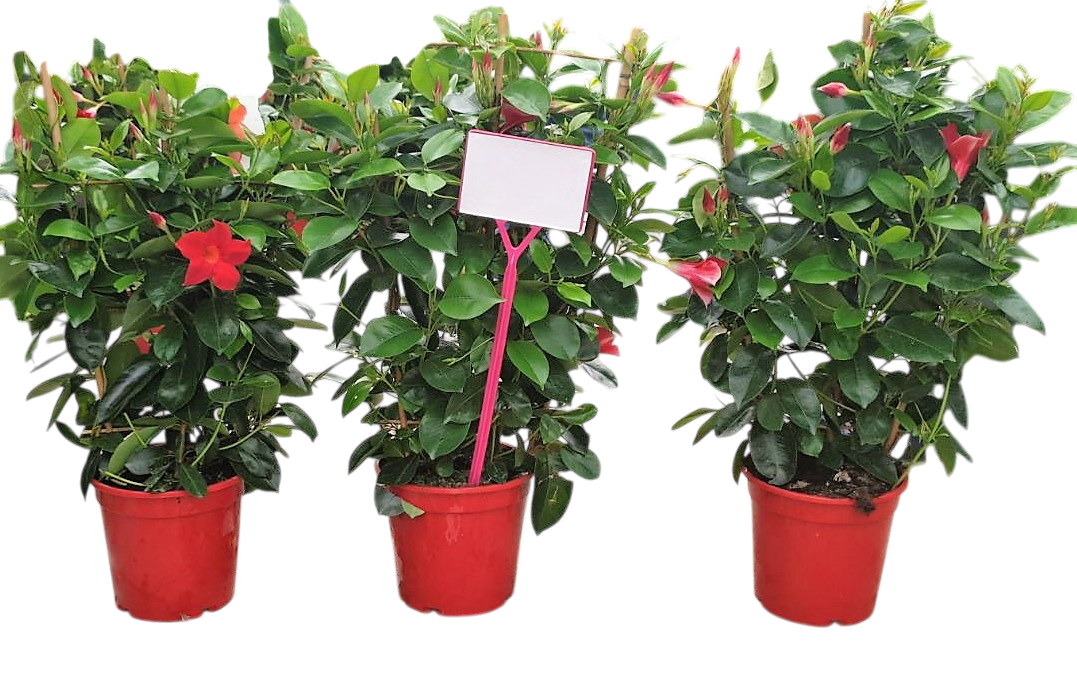 Dipladenia Rekje Tricolor |  P.17cm -  H.60 cm