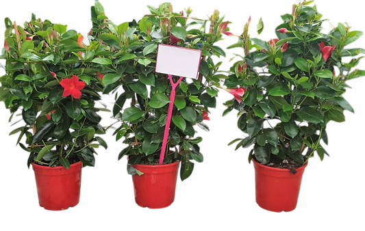 Dipladenia Rekje Tricolor |  P.17cm -  H.60 cm