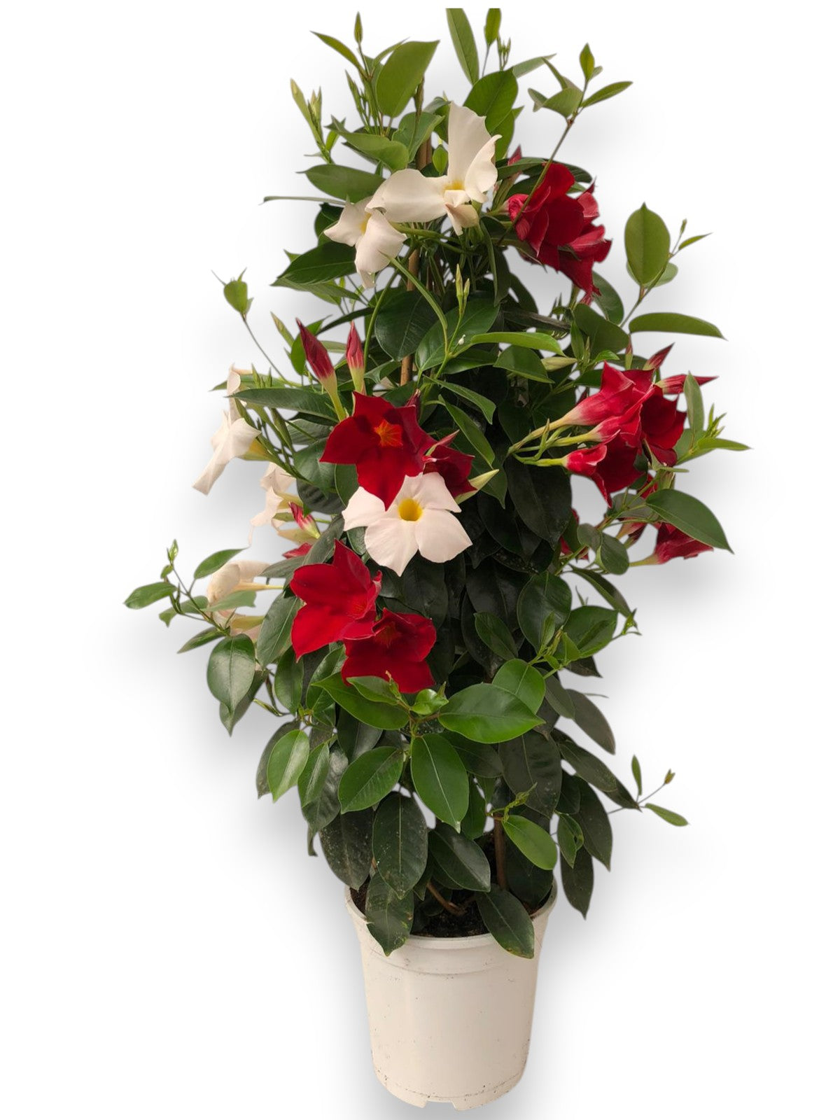 Dipladenia Piramide Tricolor |  P.17cm -  H.70 cm