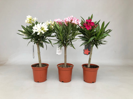 Nerium Oleander Stam 40-50cm |  P.14cm -  H.50 cm