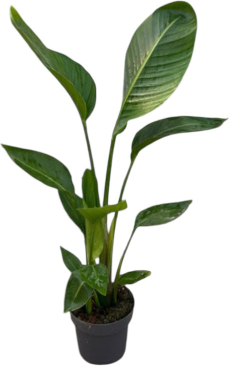 Strelitzia Nicolai 3pp |  P.20cm H.100 cm