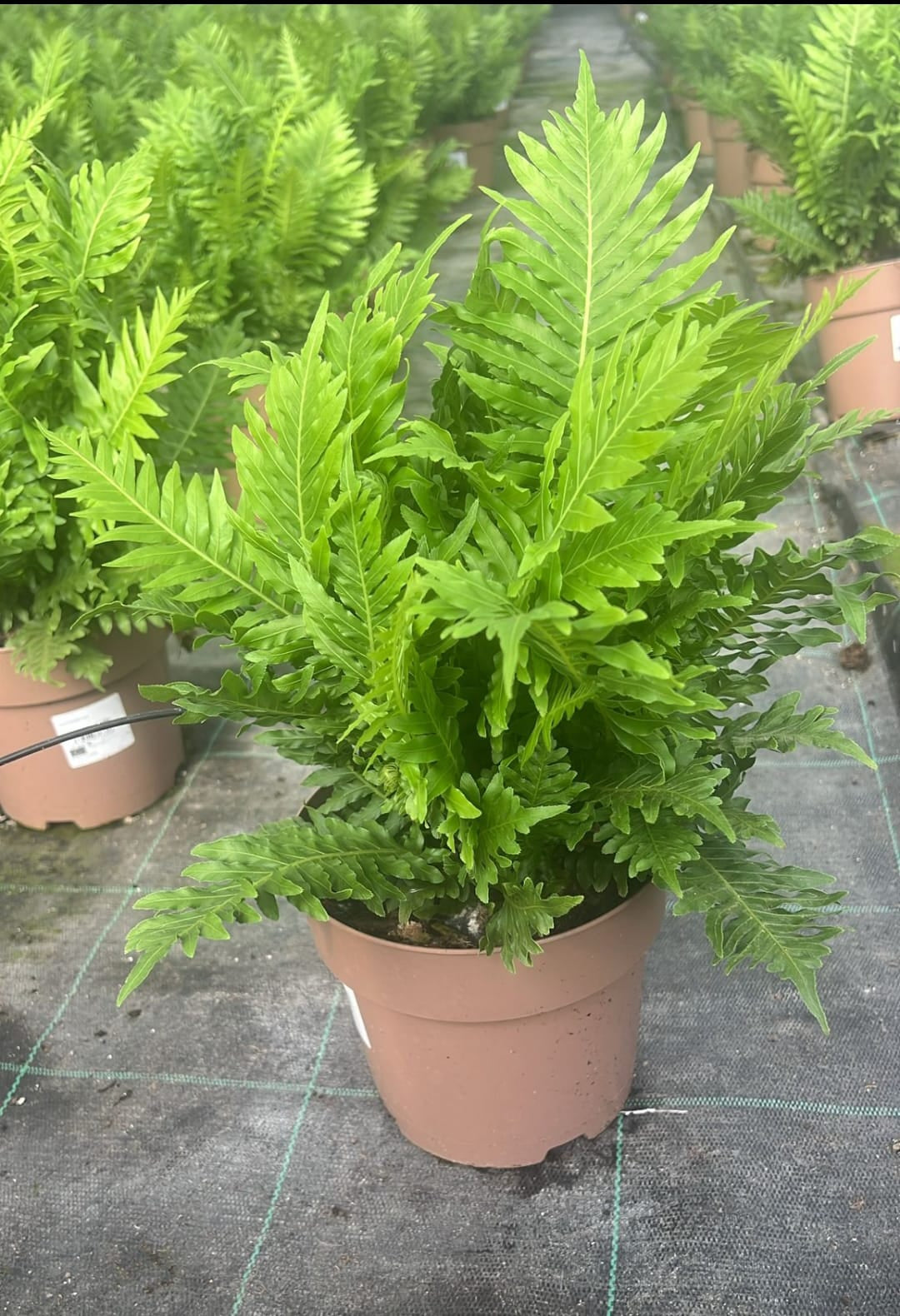 Blechnum Silver Lady |  P.17cm -  H.60 cm