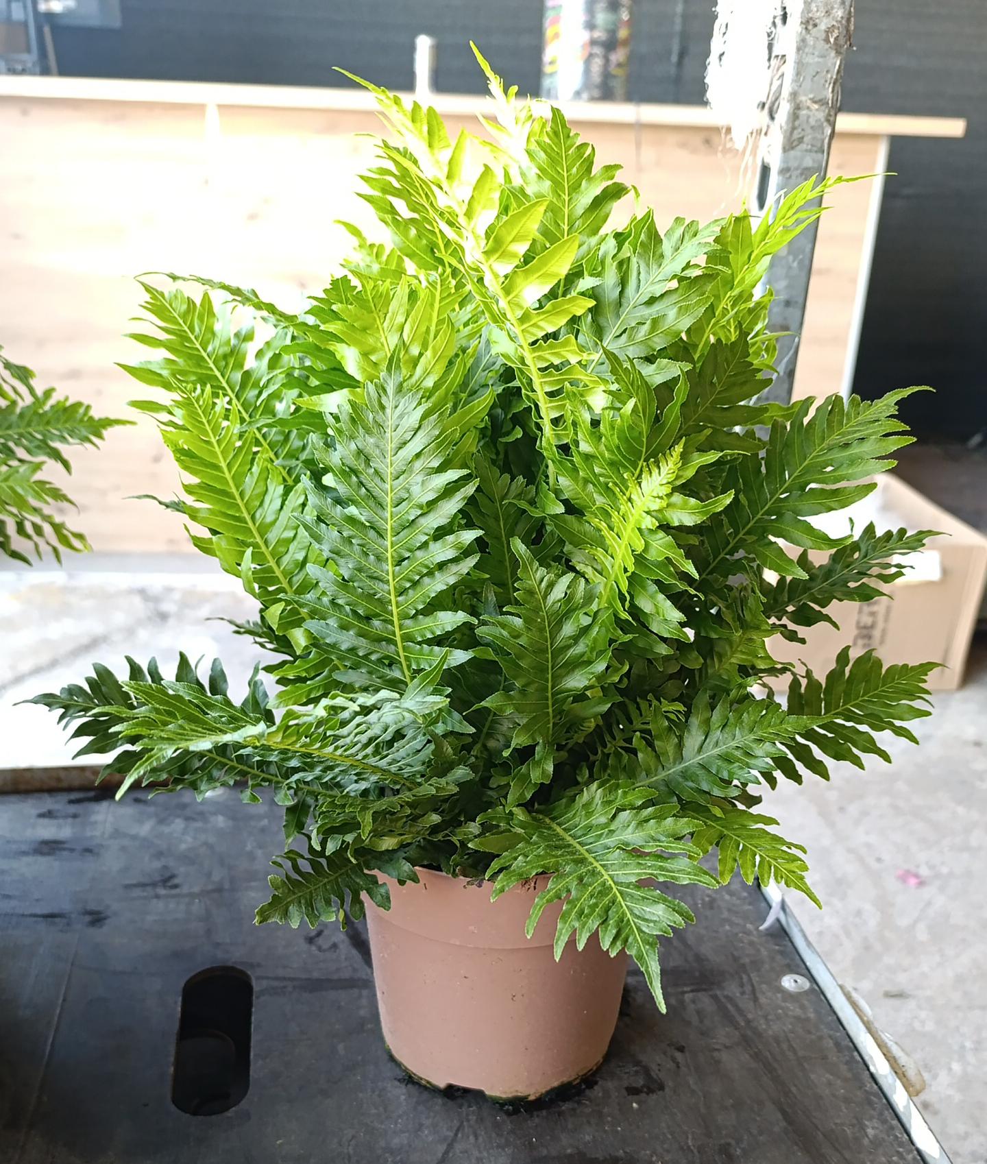 Blechnum Silver Lady |  P.17cm -  H.60 cm