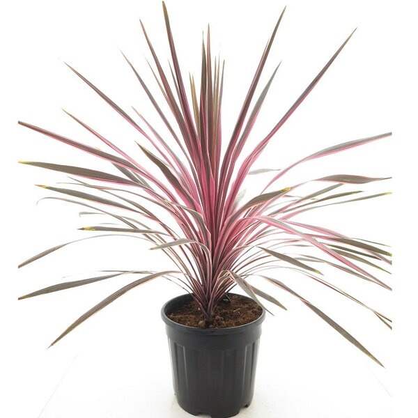 Cordyline Southern Splendor |  P.30cm -  H.100 cm