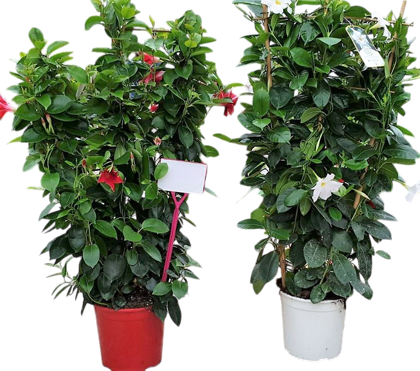 Dipladenia Rekje | Rekje Bicolor |  P.19cm -  H.90 cm