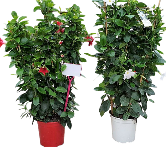 Dipladenia Rekje | Rekje Bicolor |  P.19cm -  H.90 cm