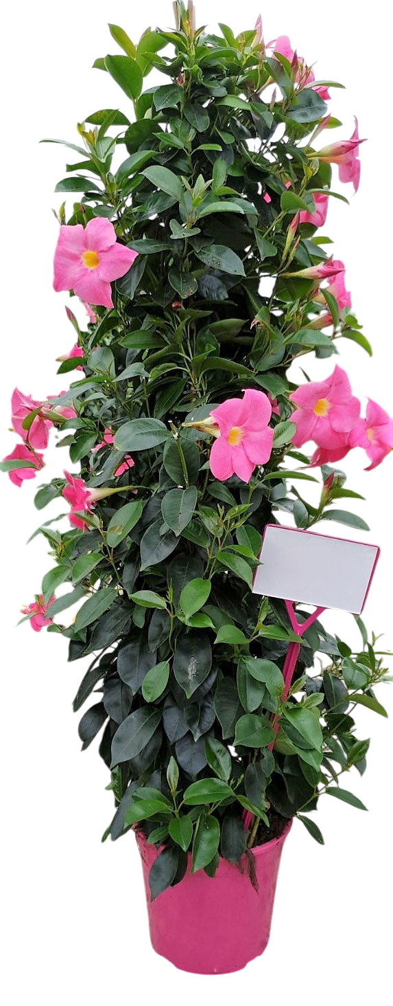 Dipladenia Piramide Tricolor |  P.19cm -  H.90 cm